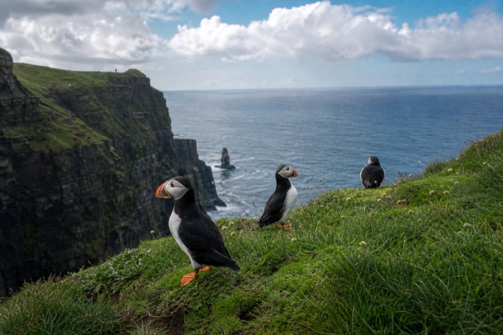 Atlantic puffins perched on a green grassy ledge at the Cliffs of Moher in late spring, the dark cliff face and blue sea dropping away below them.