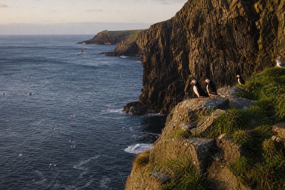 Puffins with bright orange beaks perched on a grassy cliff ledge above the sea, more birds wheeling over the water below on a clear early-summer day.