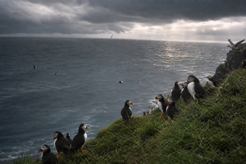 Atlantic puffins with bright orange beaks clustered on a grassy cliff ledge above the sea in early summer, more birds wheeling over the water below.
