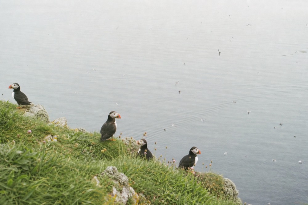 Puffins standing on a grassy cliff ledge high above the sea, their orange beaks bright against the green, more birds circling the water far below.