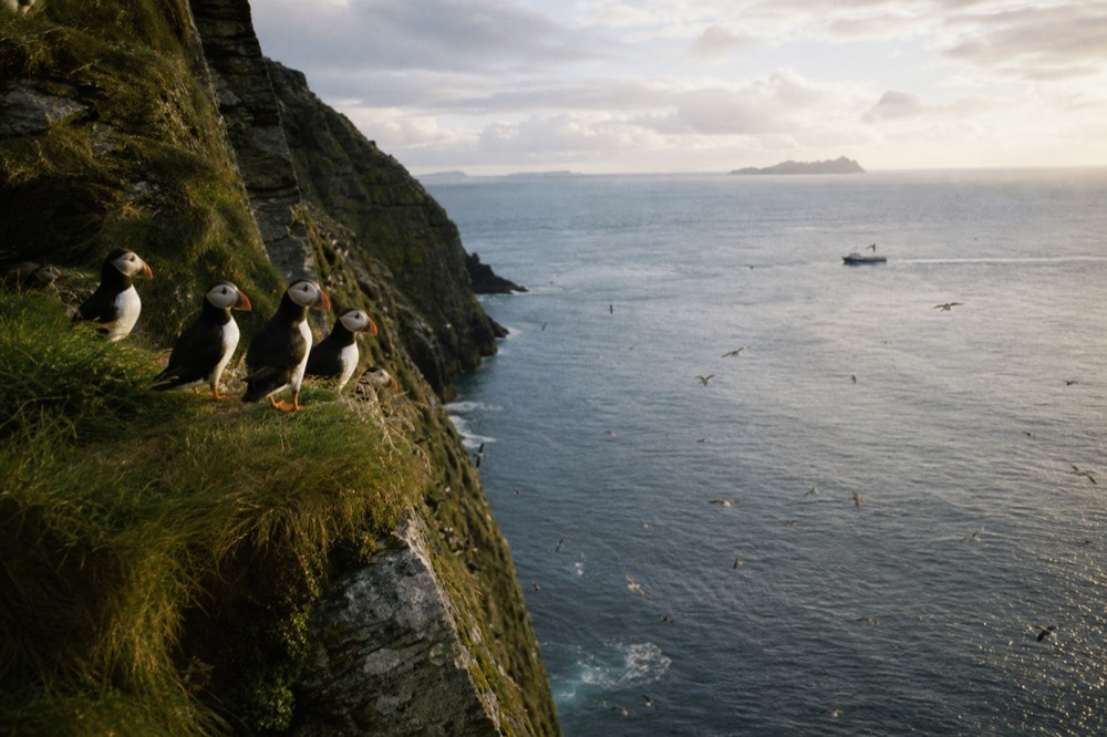 Puffins with orange beaks perched on a grassy cliff ledge above the sea, more birds wheeling over the water below on a bright early-summer day.