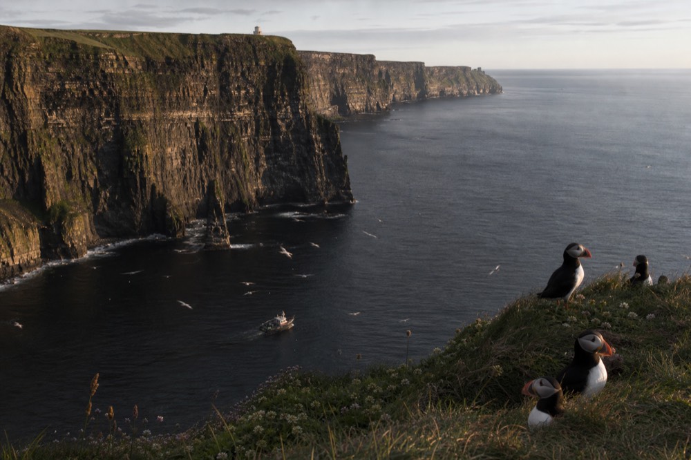 Puffins with orange beaks on a grassy cliff ledge above a calm sea, more seabirds wheeling over the water below the Cliffs of Moher on a bright early-summer day.
