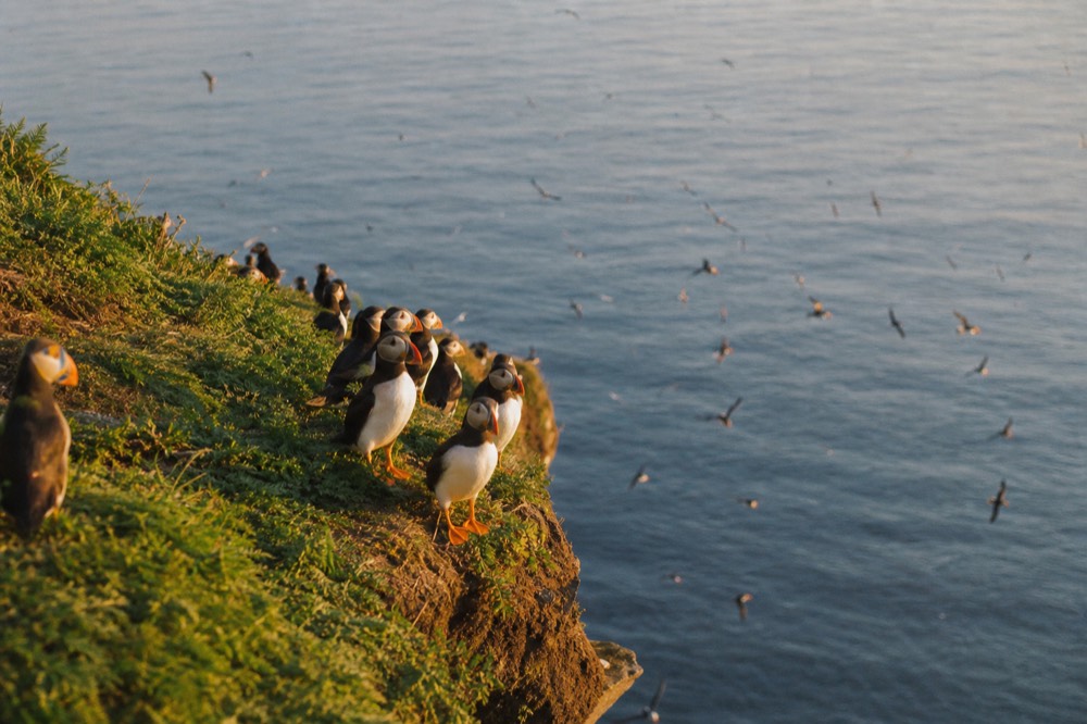 Puffins clustered on a green cliff ledge high above a calm blue sea on a bright June morning, more birds wheeling over the water below.
