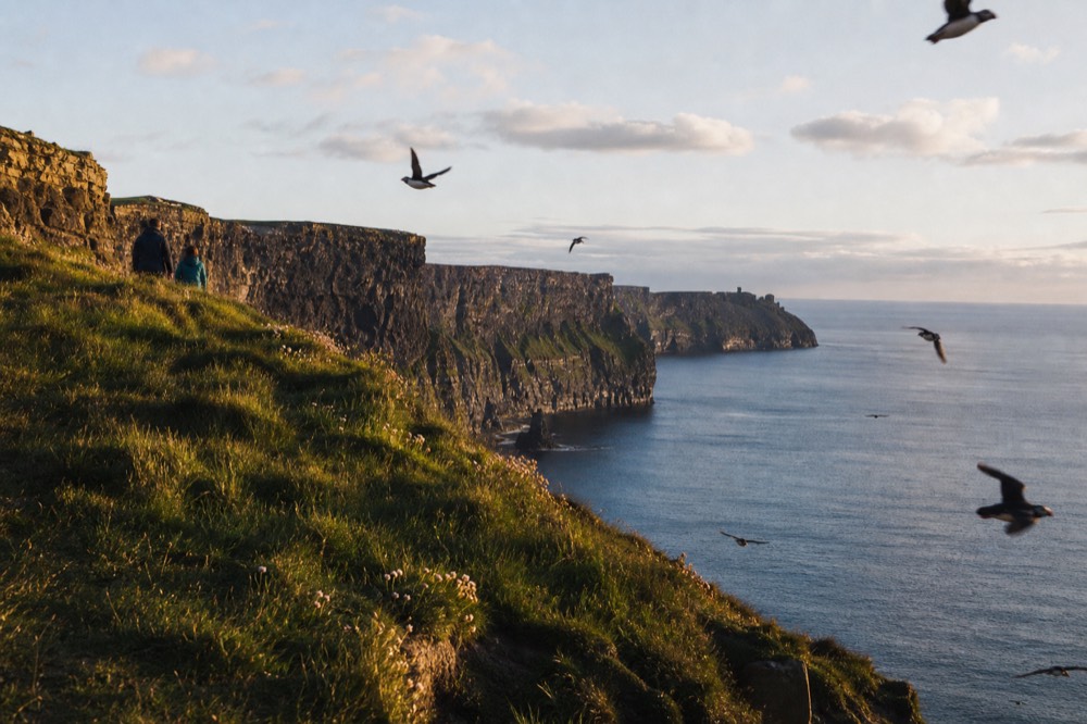 Puffins wheeling and diving around a grassy green headland above the Cliffs of Moher on a bright late-spring day, the sea calm and blue below.