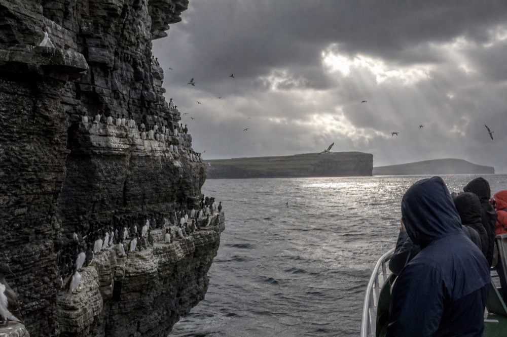 Rows of guillemots and razorbills packed upright on the narrow rock ledges of the Cliffs of Moher, seen close from a boat, birds coming and going overhead.