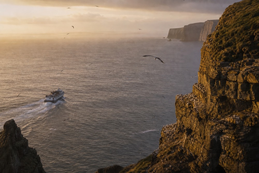 Seabirds streaming over the Cliffs of Moher in golden evening light as a cruise boat turns for home, the crowded ledges catching the last of the sun.